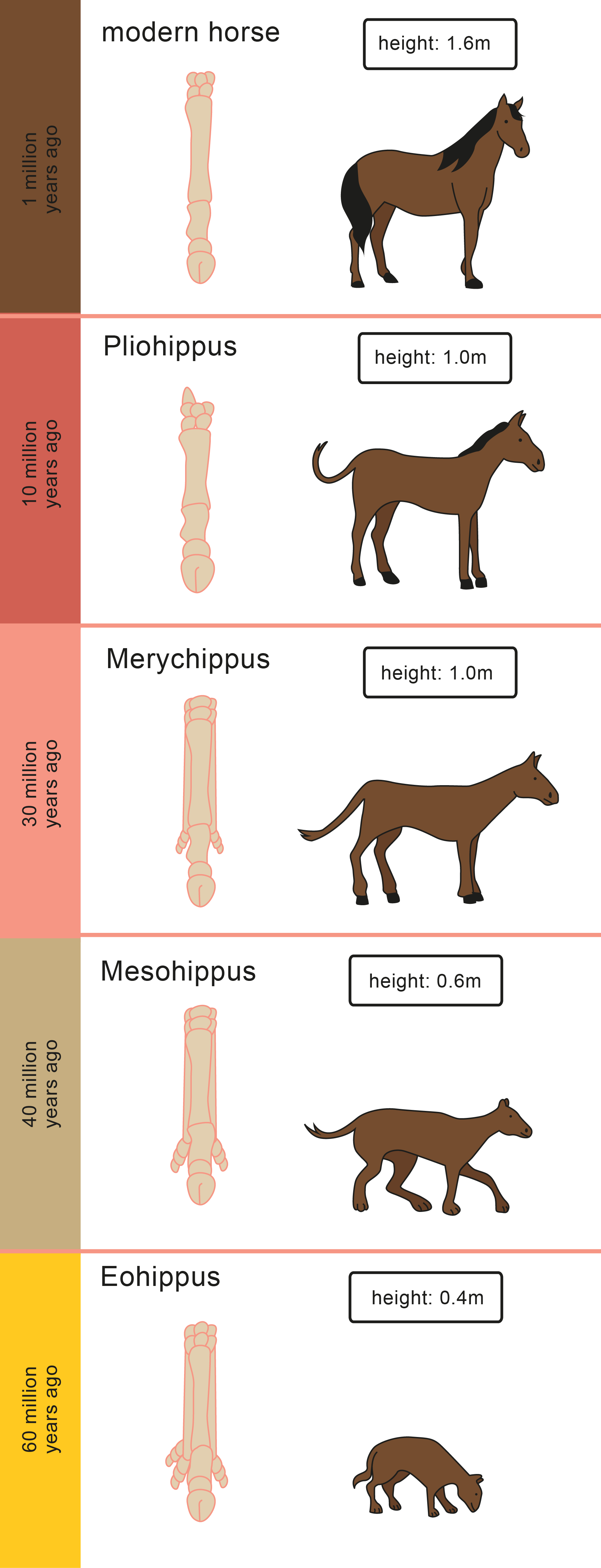 Image of the evolution of a horses leg.